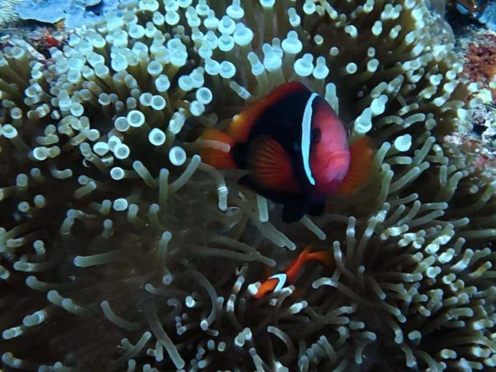K L — Batangas, Philippines